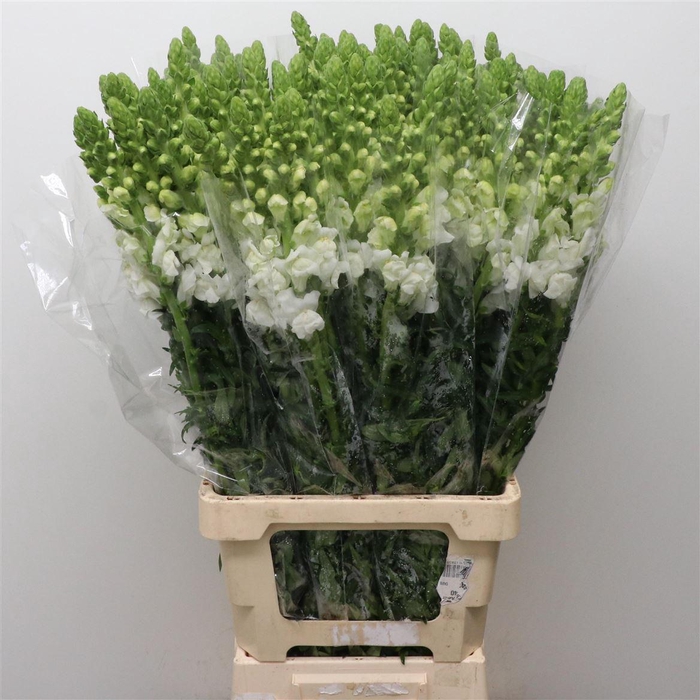 <h4>Antir Op White</h4>