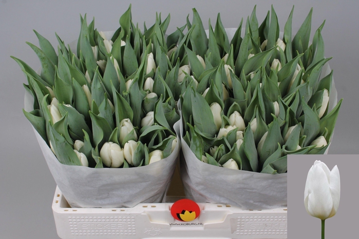 <h4>TU EN WHITE PRINCE</h4>