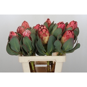 PROTEA GRANDICEPS