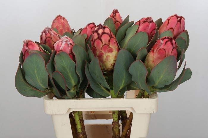 <h4>PROTEA GRANDICEPS</h4>