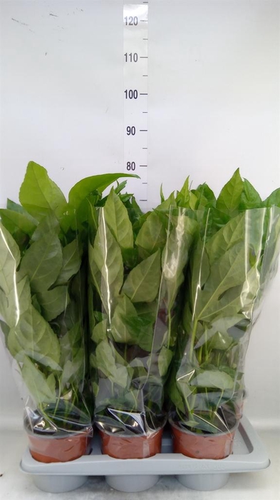 <h4>Fatsia japonica   ...</h4>