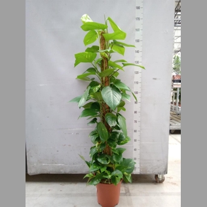 Epipremnum pinn.   ...moss stick