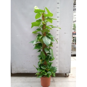 Epipremnum pinn.   ...moss stick