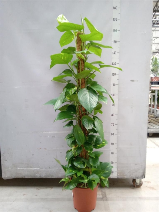 <h4>Epipremnum pinn.   ...moss stick</h4>