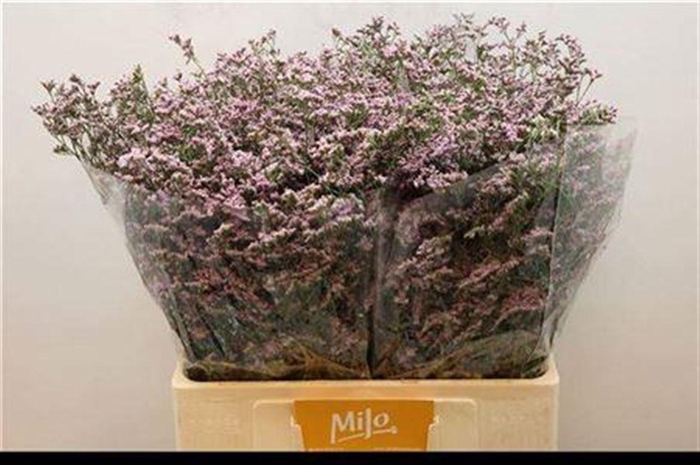 <h4>Lim Saf Oshi Pink</h4>