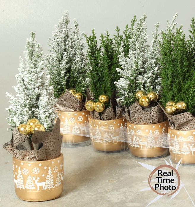 <h4>CHAM L ELLWOODII</h4>