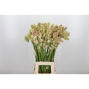 Polianthus Tubarosa