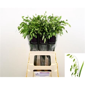 CHASMANTHIUM LATIFOL