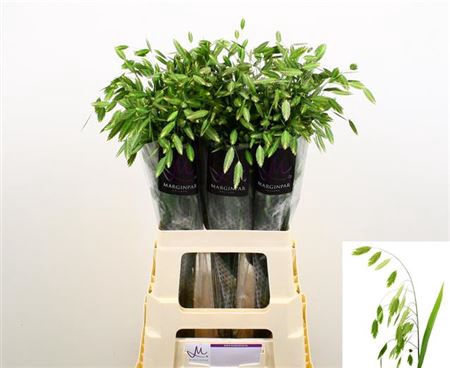 CHASMANTHIUM LATIFOL