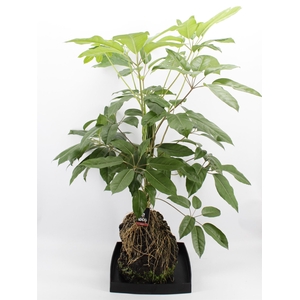 Arr.   Kamerplant Groen H%