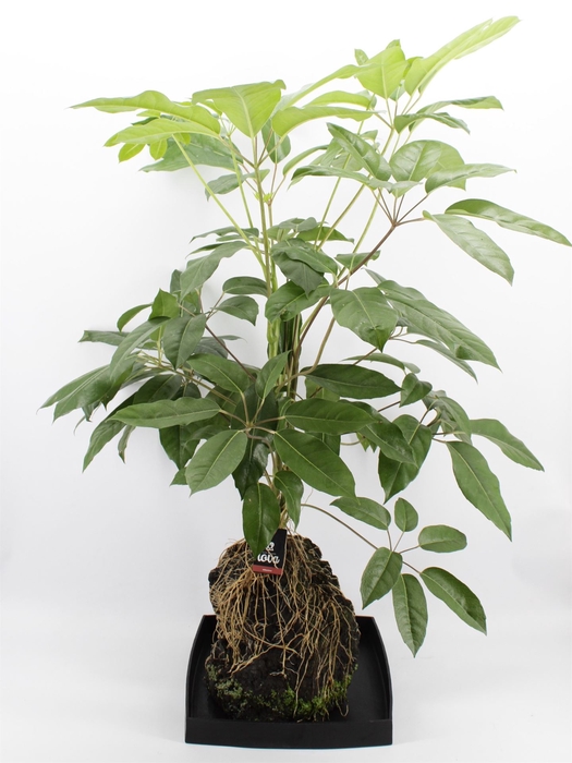 <h4>Arr.   Kamerplant Groen H%</h4>