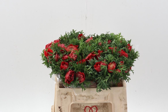 <h4>Anem Levante Rosso</h4>