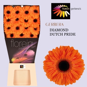 Gerbera Dutch Pride Diamond