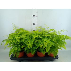 Adiantum raddi. 'Fragrans'