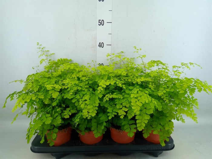 <h4>Adiantum raddi. 'Fragrans'</h4>