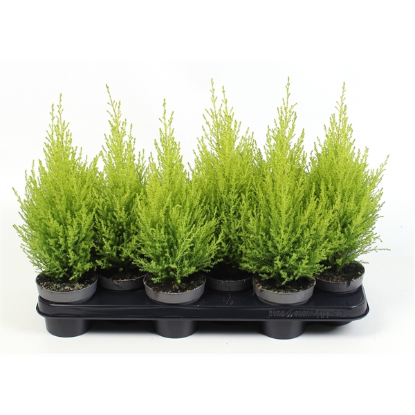 <h4>Cupressus 'Goldcrest Wilma' 38+</h4>