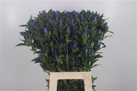 <h4>Gentiana Kagayaki Blue</h4>