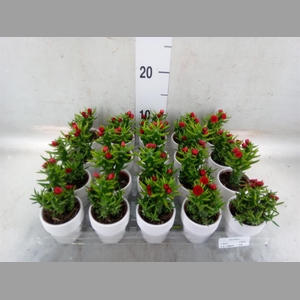 Austrocylindropuntia subulata