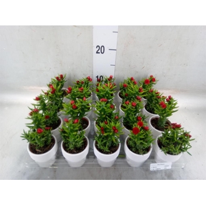 Austrocylindropuntia subulata