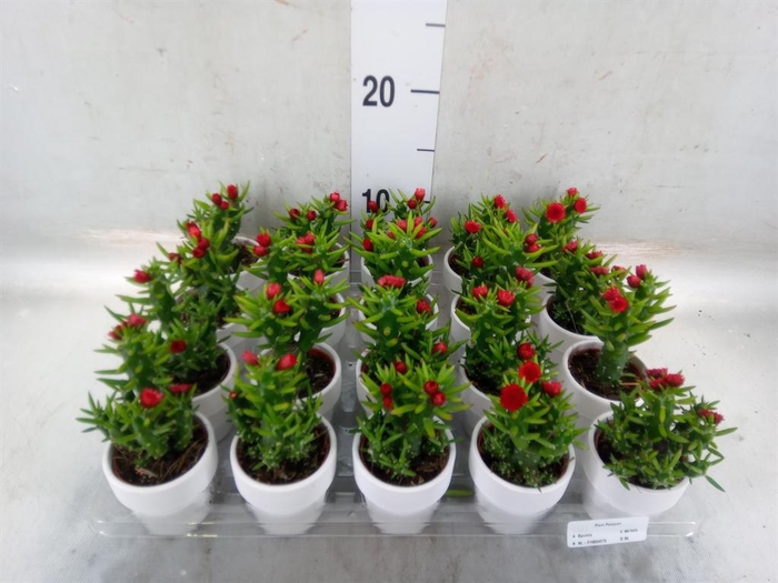 <h4>Austrocylindropuntia subulata</h4>