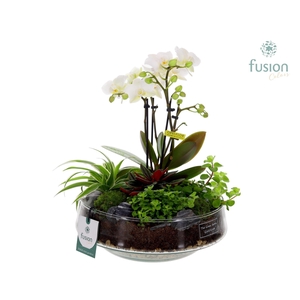 Green Bottle Iris Large met 4tak Phalaenopsis Arrangement 24 uurs levertijd