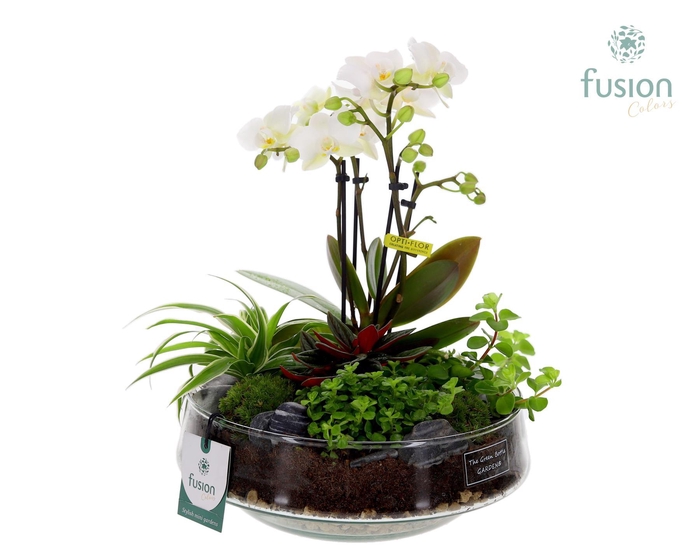 <h4>Green Bottle Iris Large met 4tak Phalaenopsis Arrangement 24 uurs levertijd</h4>