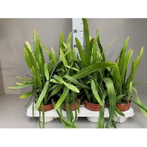 Epiphyllum