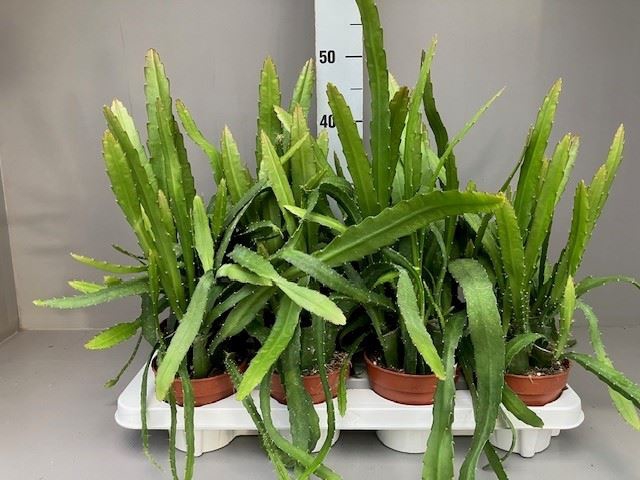 <h4>Epiphyllum</h4>
