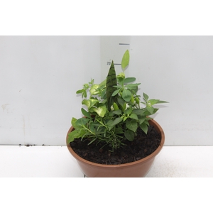 COQUETEL 7 ERVAS C21