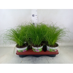 Cyperus alternifolius 'Zumula'