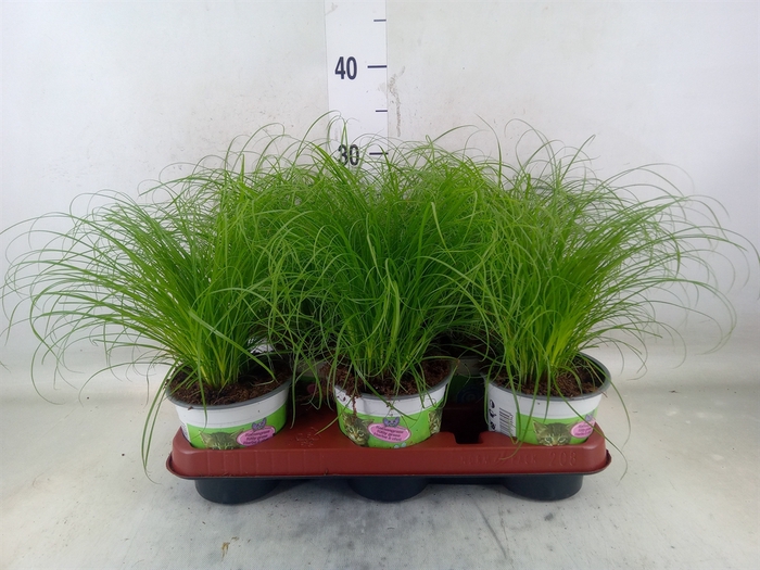 <h4>Cyperus alternifolius 'Zumula'</h4>