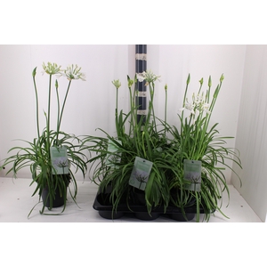 AGAPA SUMMER LOVE WH