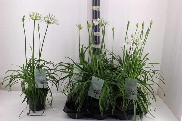 <h4>AGAPA SUMMER LOVE WH</h4>