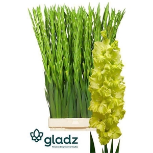 GLADIOLUS GR 'KIO' green