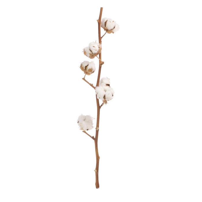 <h4>Cotton Branch 6 Heads Natural</h4>