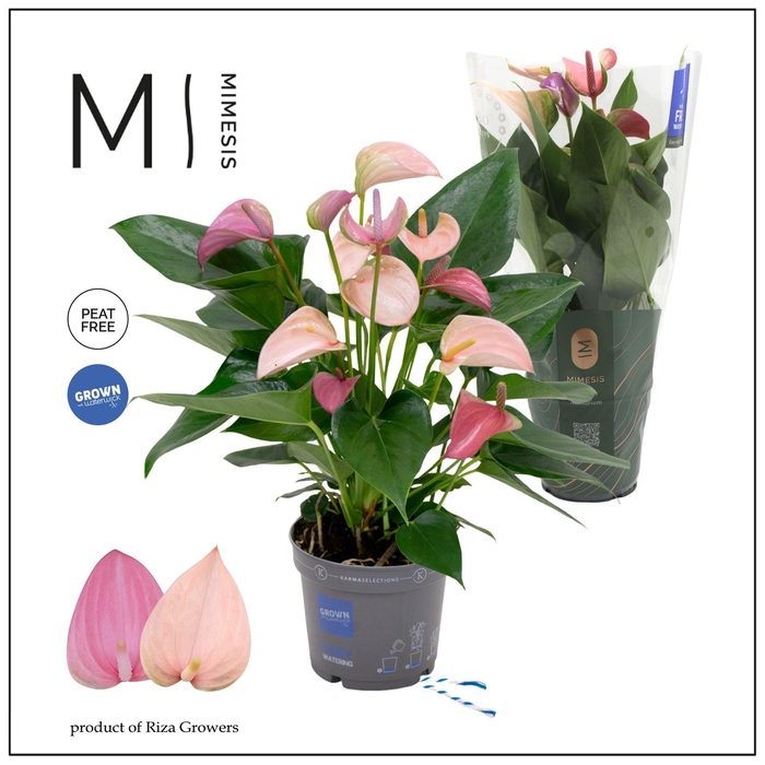 <h4>Mimesis Anthurium KARMA Joli DUO - 12cm</h4>