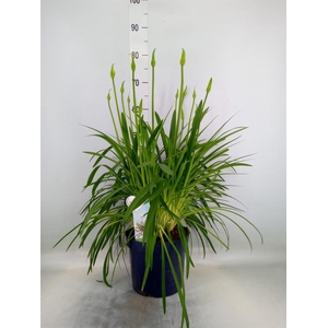 Agapanthus  'Amourette Superb Whit'