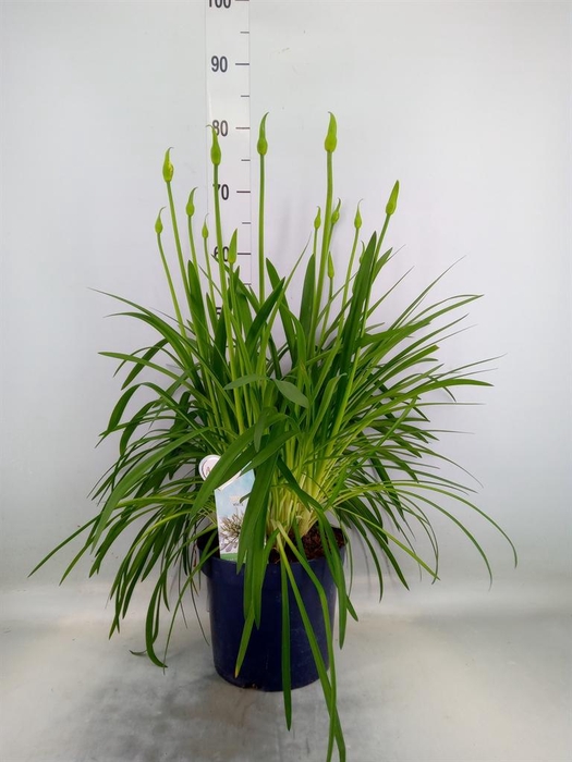 <h4>Agapanthus  'Amourette Superb Whit'</h4>