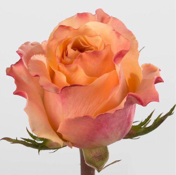 <h4>R GR CARPE DIEM+</h4>