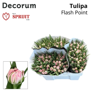 TU DU FLASH POINT 533