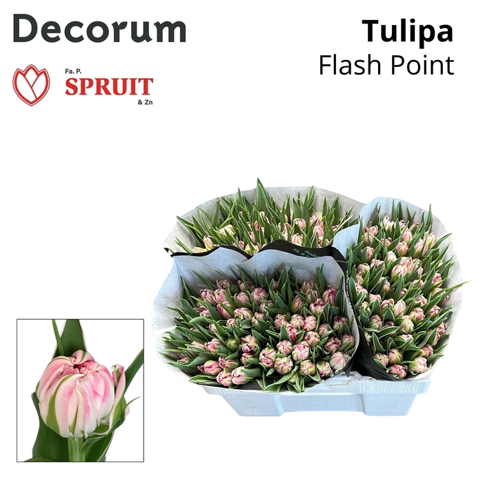 <h4>TU DU FLASH POINT 533</h4>