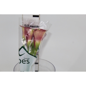 CALLA RAMONA 040 CM