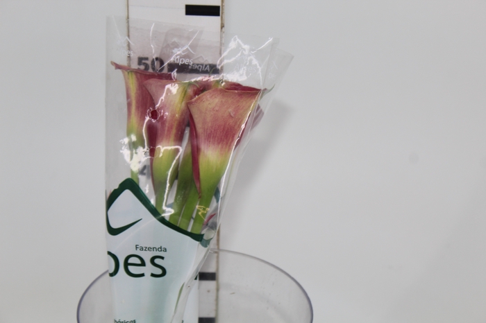 <h4>CALLA RAMONA 040 CM</h4>