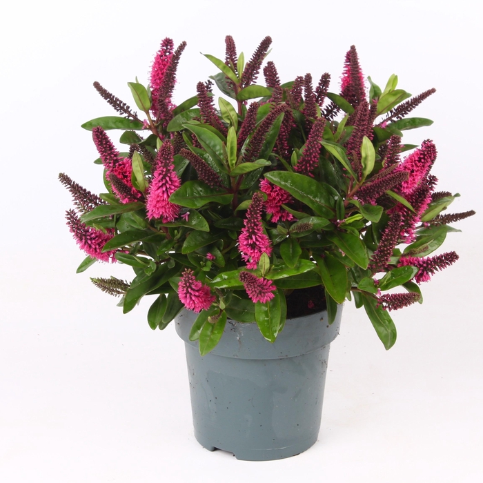 <h4>Hebe Donna Pink P15 Addenda®</h4>