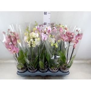 Phalaenopsis   ...mix