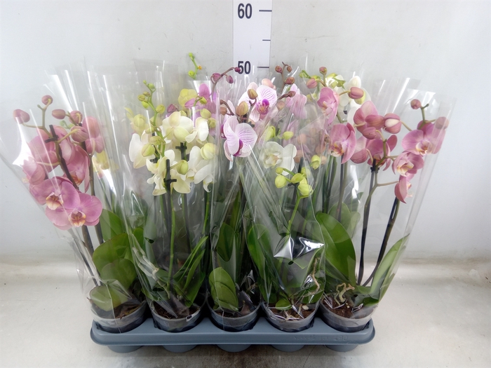 <h4>Phalaenopsis   ...mix</h4>