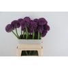 ALLIUM GIGANTHEUM