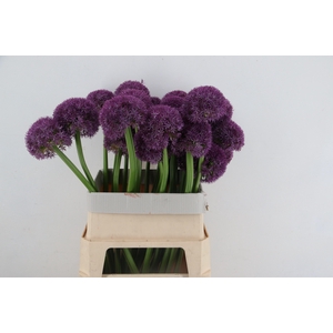 ALLIUM GIGANTHEUM