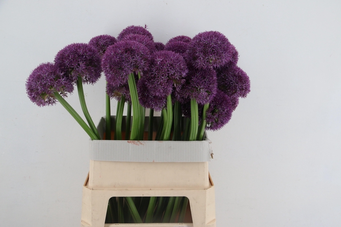 ALLIUM GIGANTHEUM