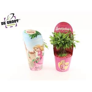 Sprookjesboom Assepoester OV